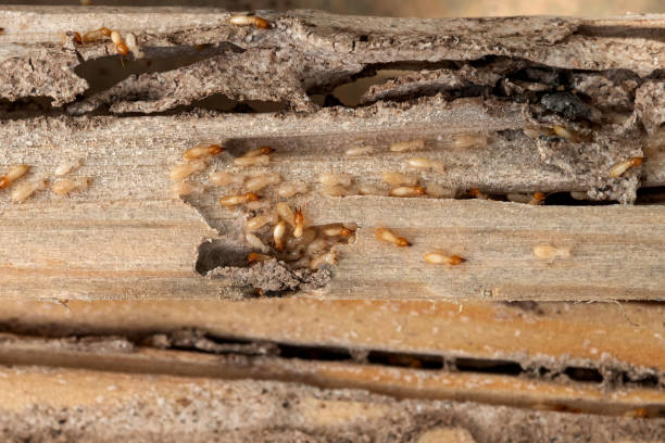 Best Affordable Pest Control Services  in Grain Valley, MO