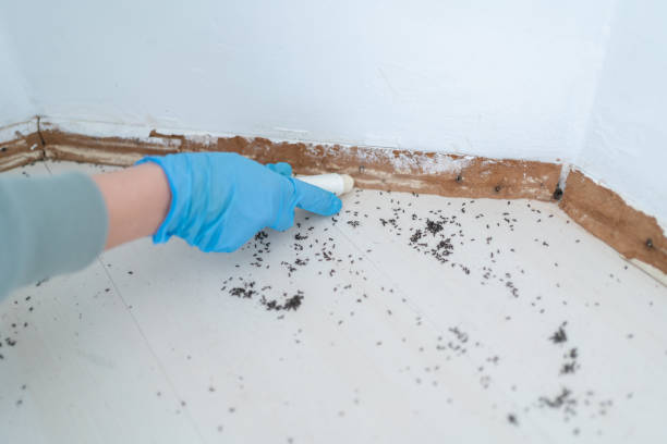 Best Residential Pest Control  in Grain Valley, MO